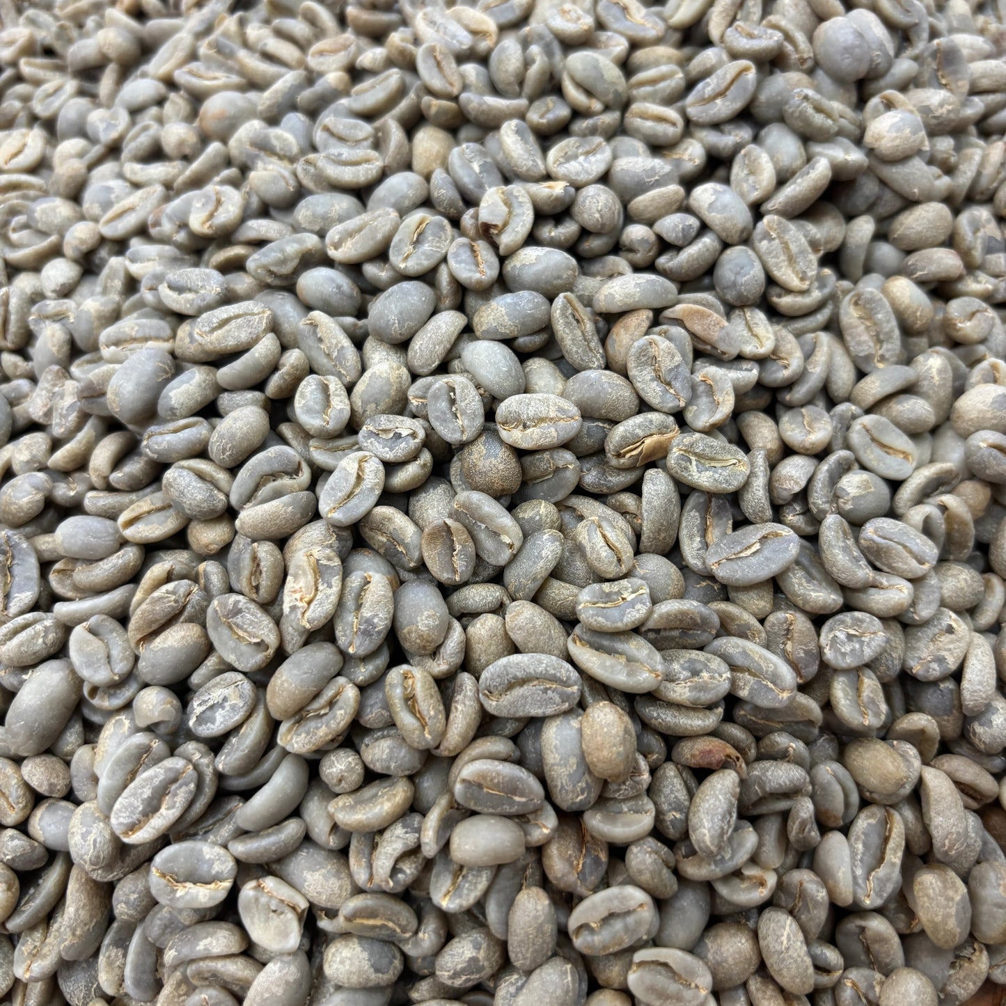 David Armijos - washed caturra - Green