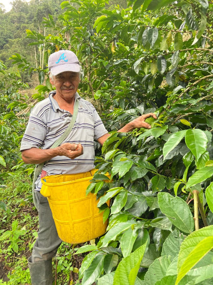 Finca El Chaferote II