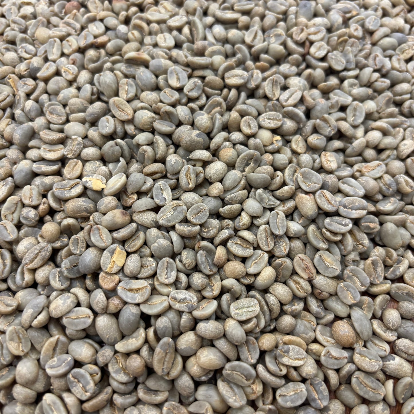 Maribel Hererra - Bulk Green