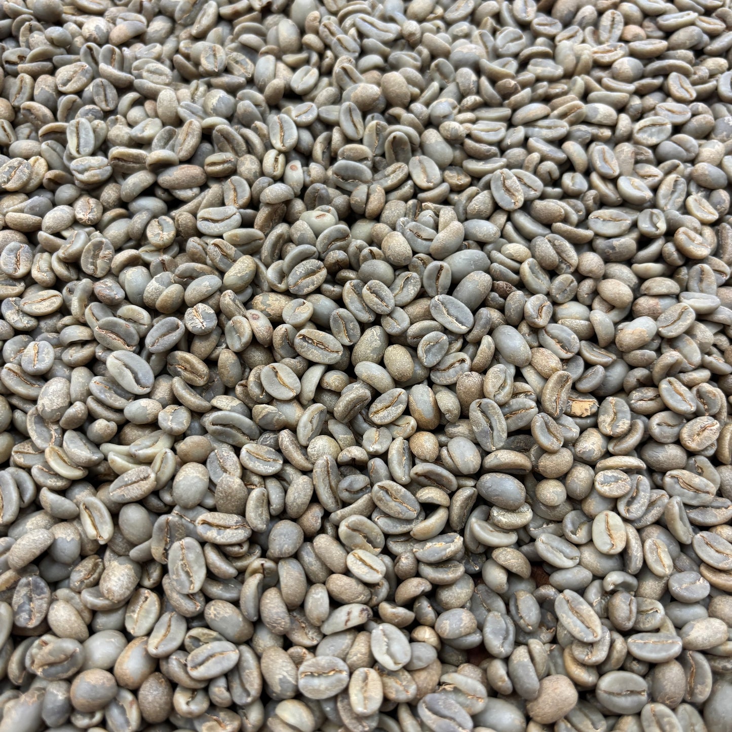 COE Peru #21 La Lima - anaerobic washed geisha - Green
