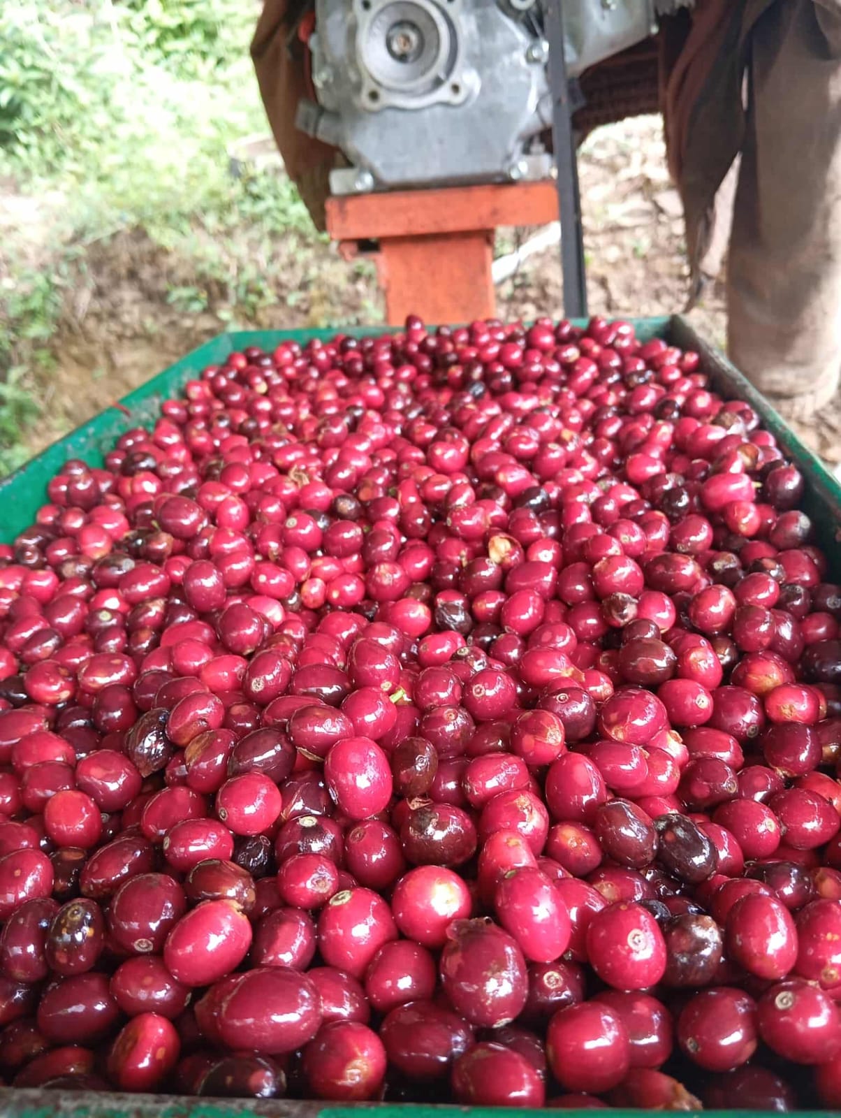 COE Peru #20 La Rinconada