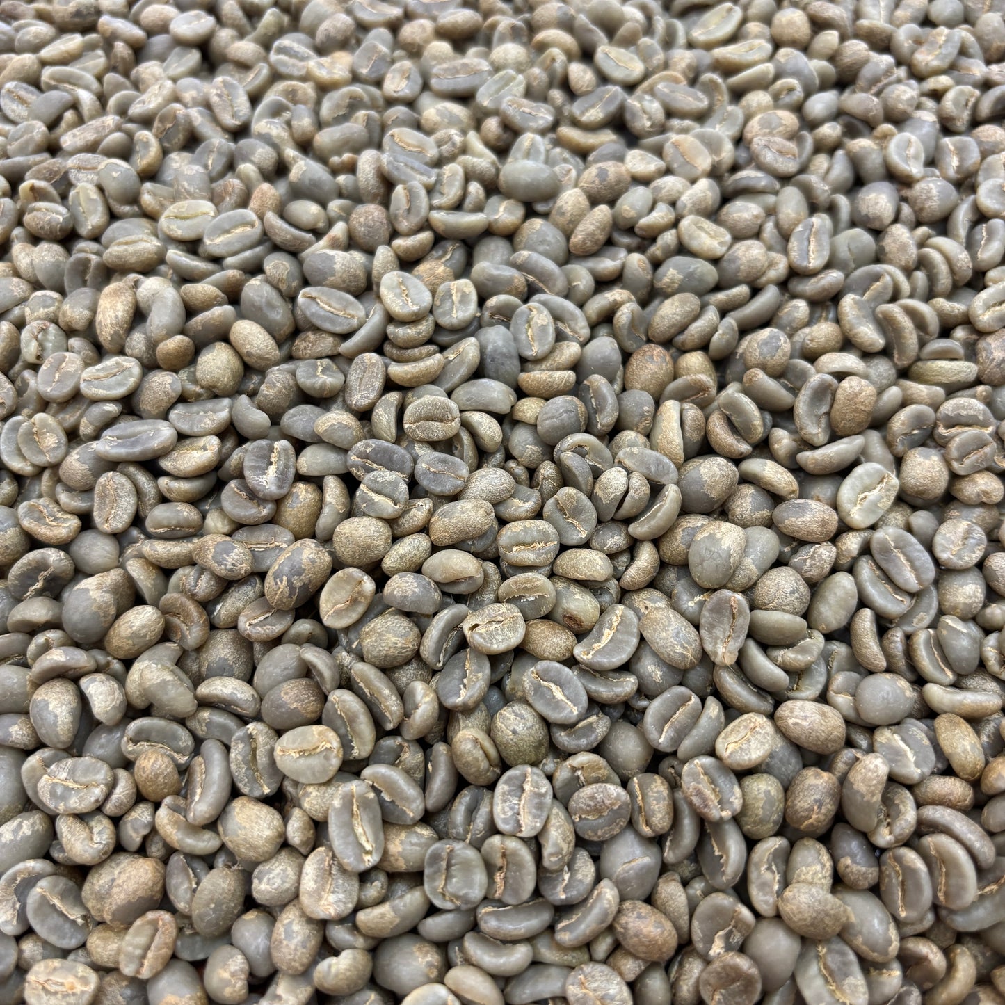 Finca El Tabor - washed caturra/var. colombia - Green